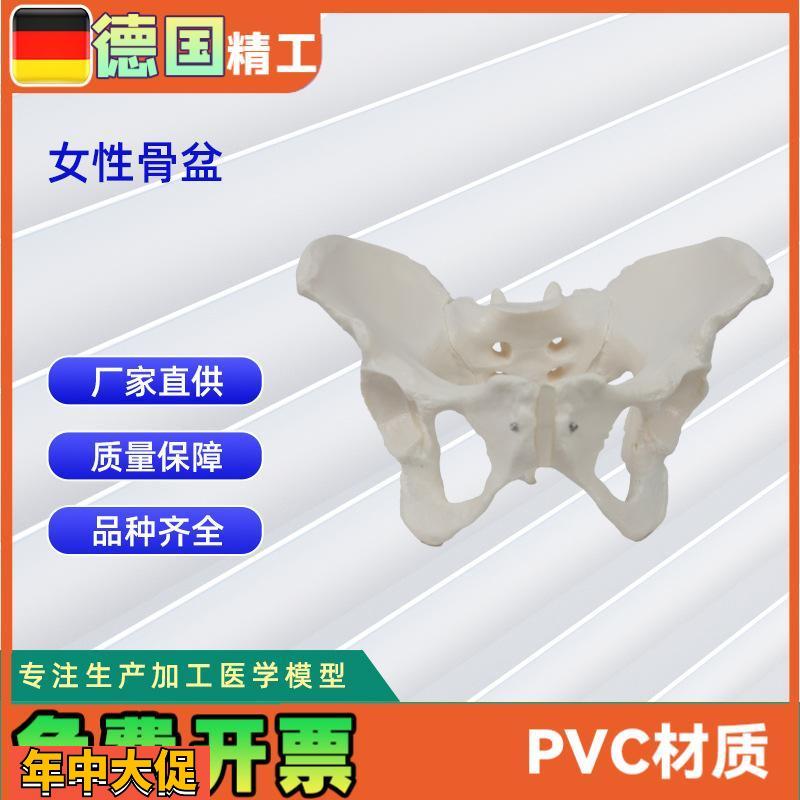 女性骨盆模型盆腔器官骨骼解剖结构造教学仿真女性骨骼模型