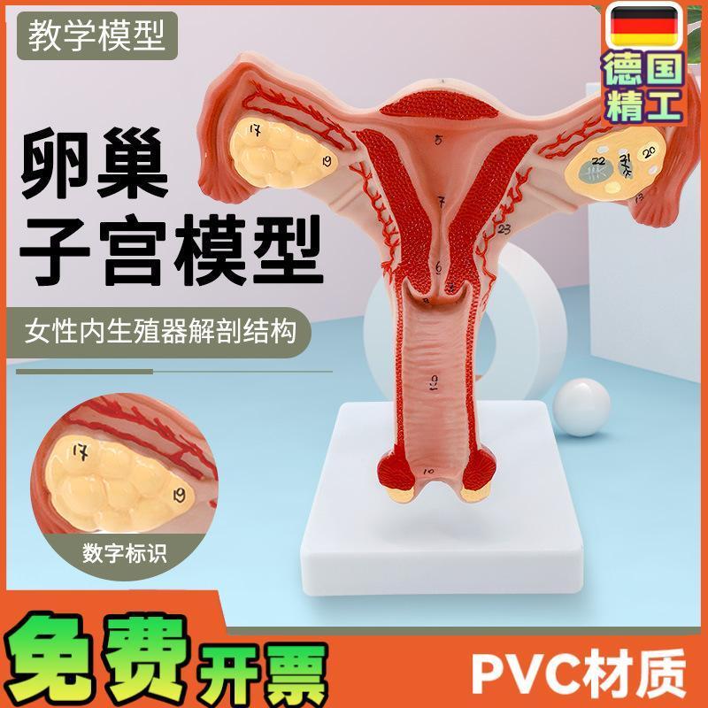 人体子宫模型教具模具阴道卵巢解剖医学女性仿真女性生殖模器