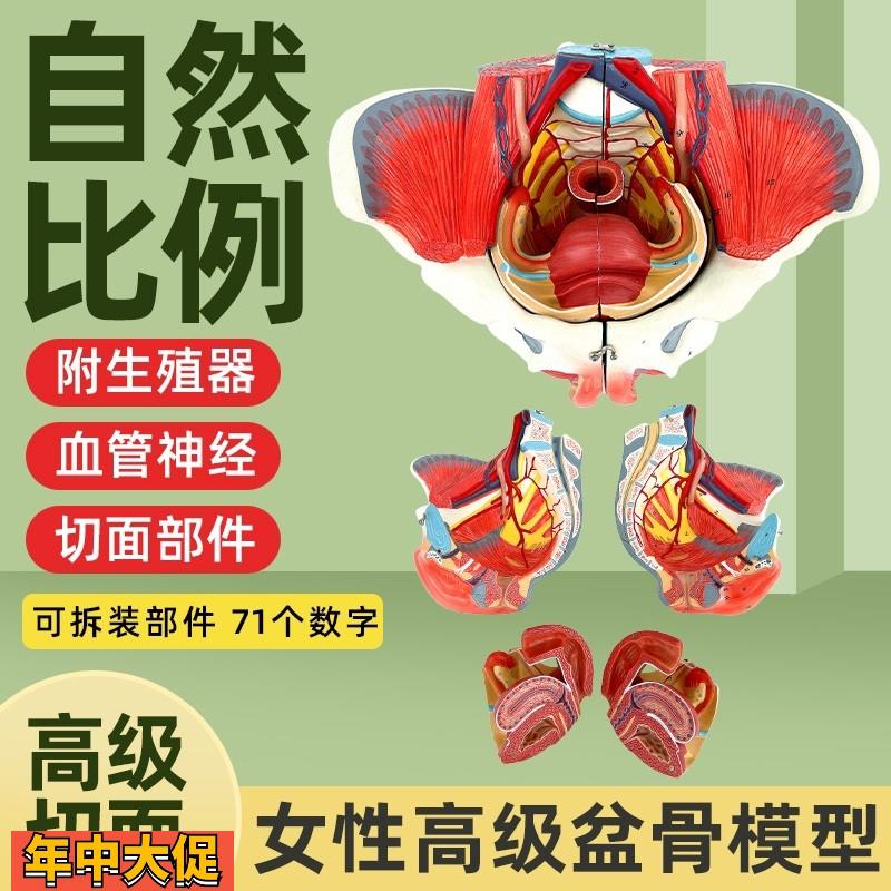 女性人体骨盆附生殖器官血管神经肌肉解剖分娩演示教学盆底肌模型