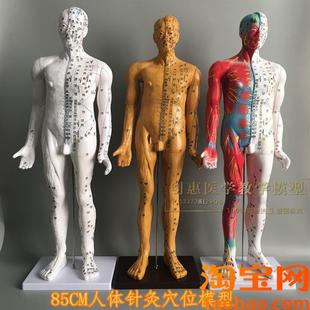铜色清晰经络通针灸铜人中医师傅人体穴位模型P中医针灸人模85cm