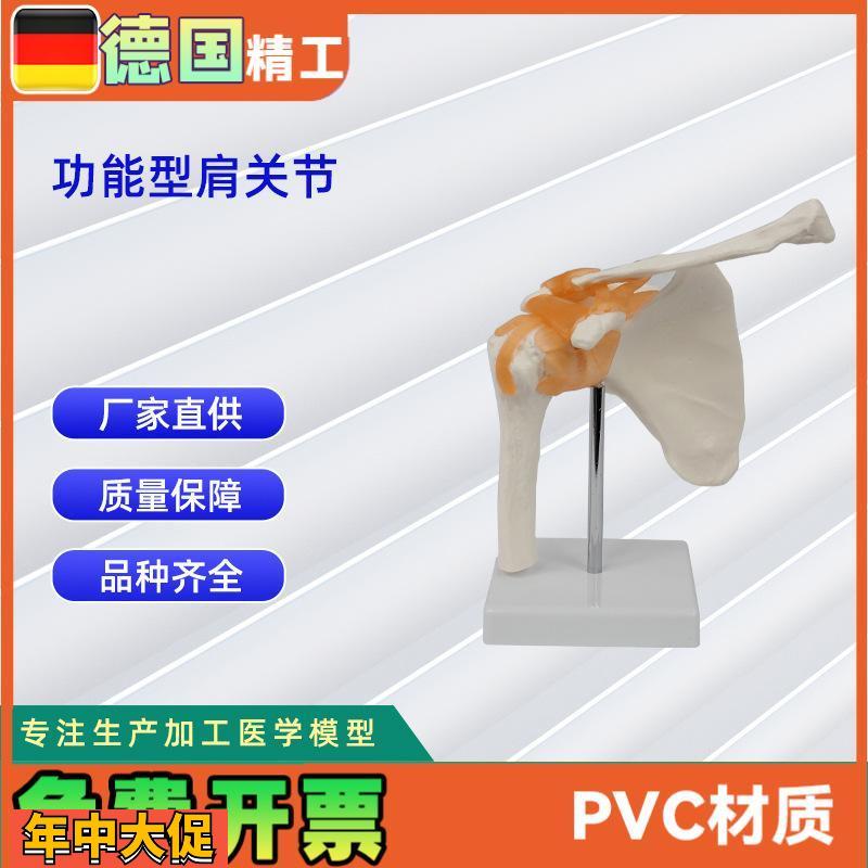功能型关节合集人体关节模型教学器材教学演示用品关节骨骼