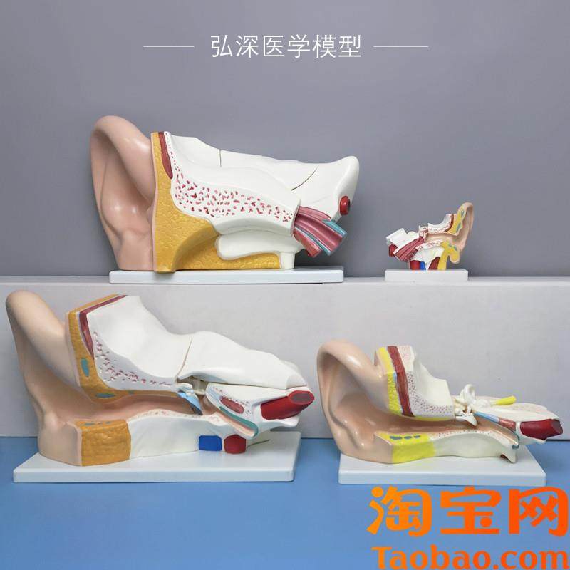 人耳放大模型人体耳朵五官结构耳道采耳儿童教学S医学器官模具玩
