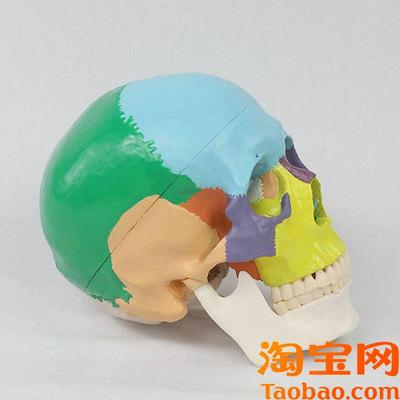 瑞泰模型颅骨色彩分拆1比1自然大D牙科医用教学美术收藏面部微整