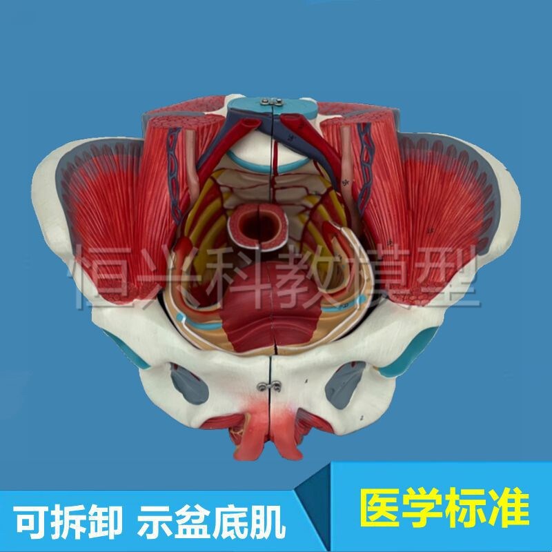 盆底肌模型女性盆腔结构内脏生殖泌尿子J宫产康家政培训妇产科医