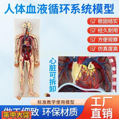 人体血液循环系统模型体肺循环心血管介入心脏解剖动静脉神经血管