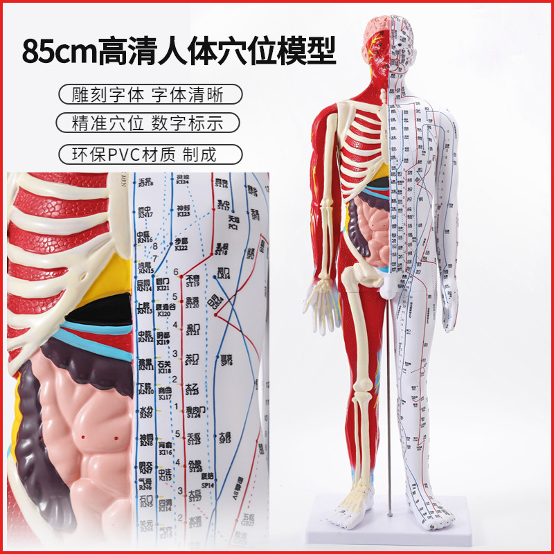 85cm高清中医针灸穴位模型图教学全身家用十二经络人体Z解剖大铜