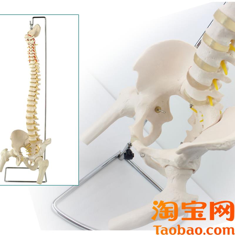 原装适用ENOVO颐诺人体脊柱模型骨盆腿骨脊椎腰椎骨盆正骨整骨盲