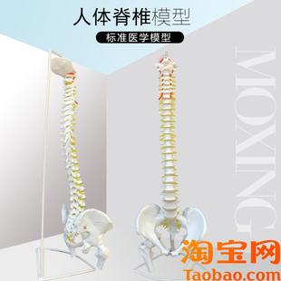 人体脊柱模型85CM成q人11比例自然大脊椎模型带颈椎胸椎尾椎盆骨