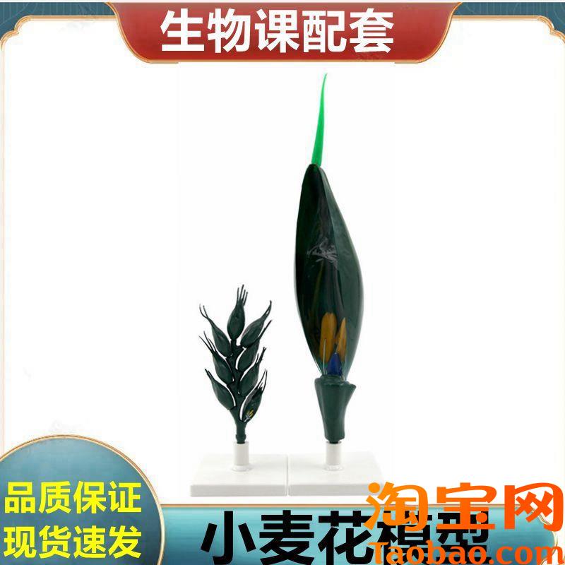 小麦花模型e植物种子玉米籽单子叶双子叶桃花结构芽胚衣藻