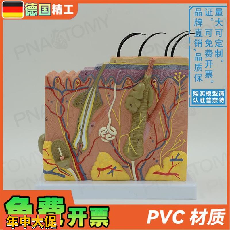 德国】人体立体皮肤层次结构放大解剖模型教学皮肤科美容微整形