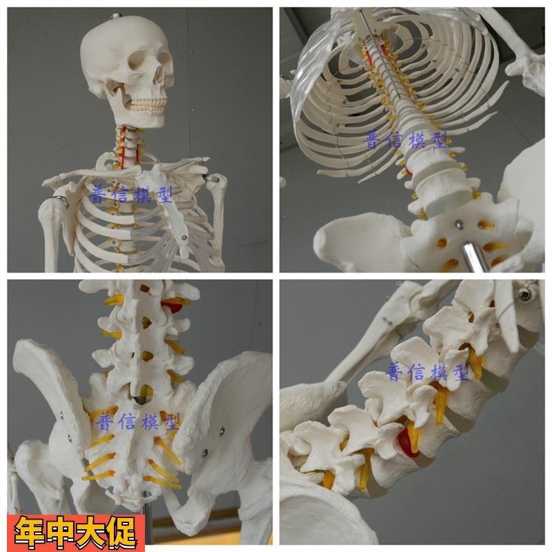 普信包邮高度逼真美术医用艺用170cm人体大骨骼模型骷髅健身骨架