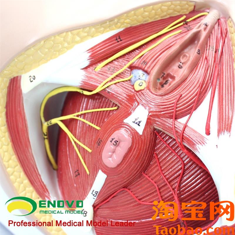 原装适用ENOVO颐诺女性会阴模型骨盆血管神经盆底肌解剖教具妇科