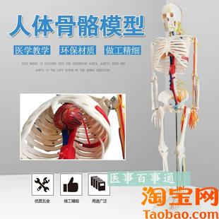 人体模型人体骨骼m模型85CM人骨模型附主神经与主动静脉模型