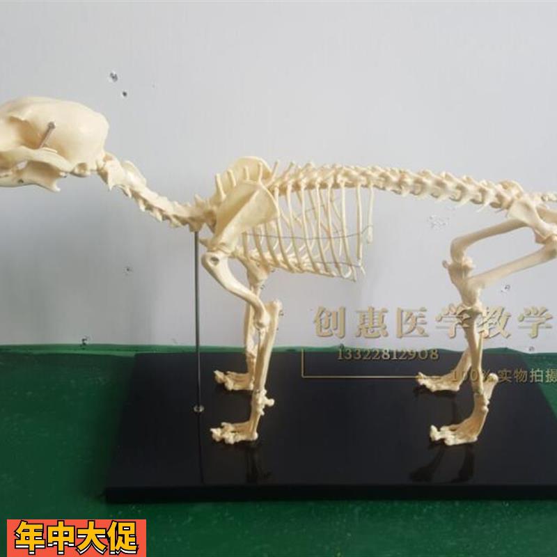 骨科器械狗骨骼标本模型宠物动物狗猫犬教学骨架骨头骨骼模型
