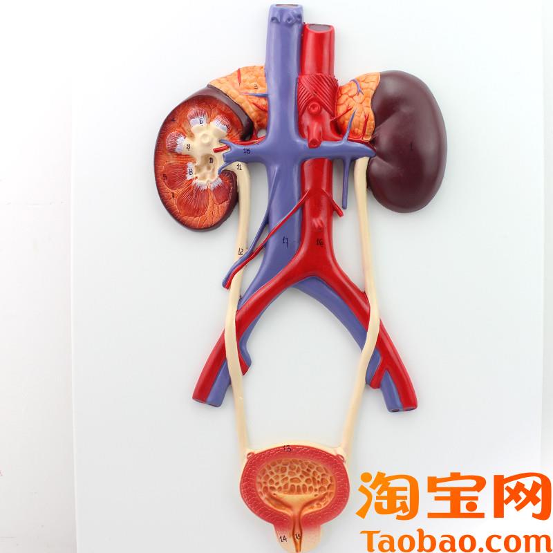 ENOVO颐诺人体泌尿q系统模型输尿管膀胱尿道模型肾解剖模型医学泌