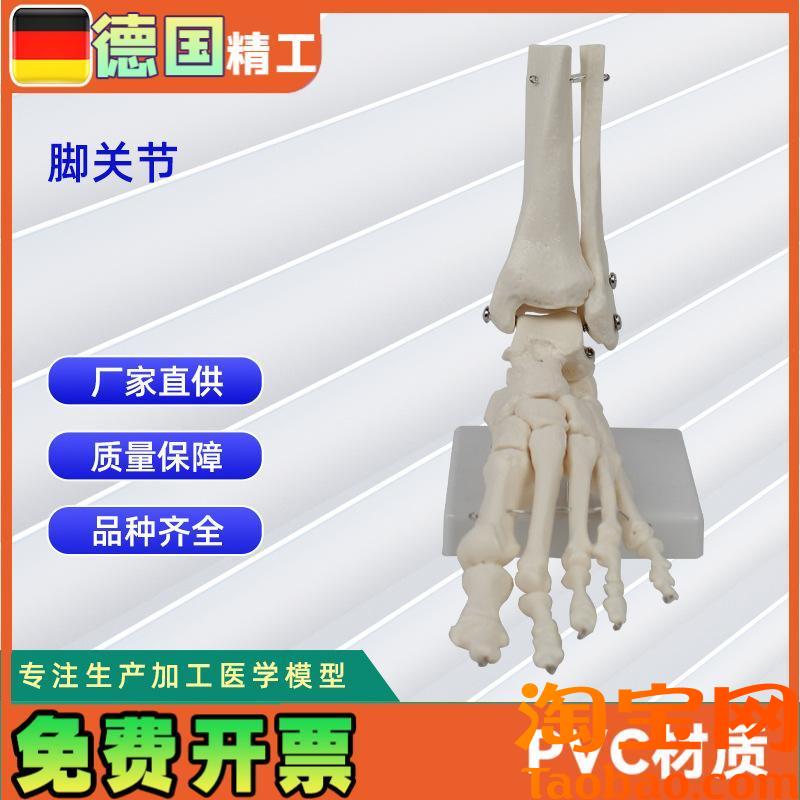 脚骨关节模型人体骨骼模O型工厂直营加工