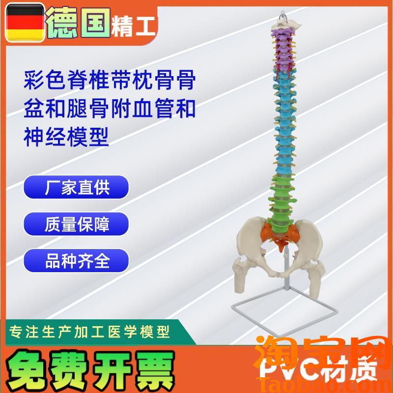 原装适用彩色脊椎带枕骨骨盆和腿骨附血管和神经模型人体骨骼模型