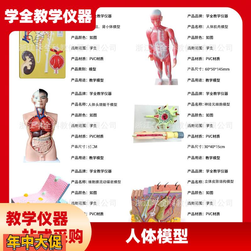 人体模型生物模型初高中生物实验器材中学生物教学教学模型展示