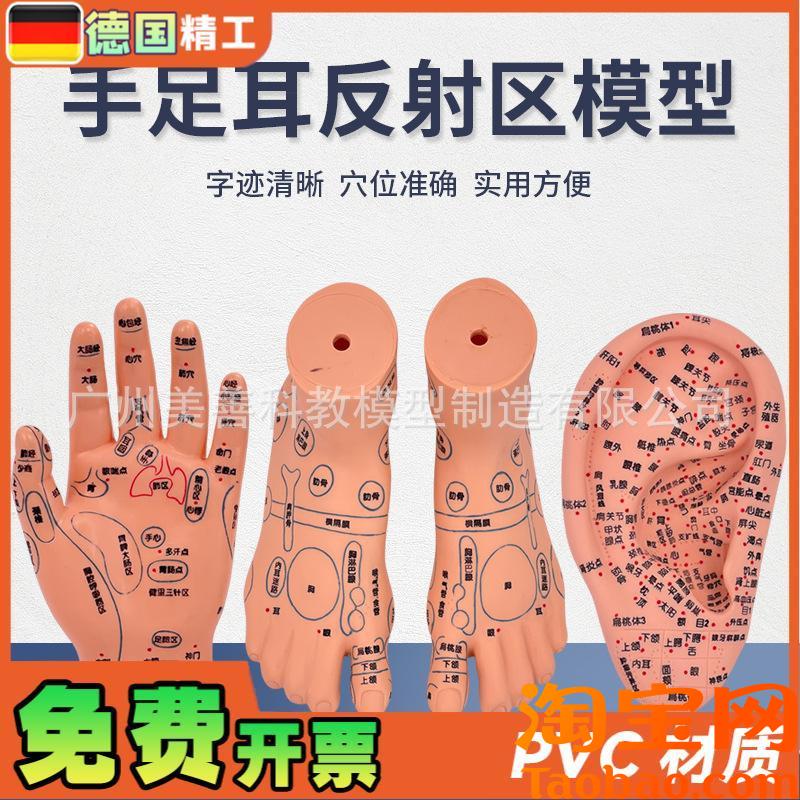 脚穴位模型足部底耳模耳s朵手经络手部推拿针灸足底脚模反射模型