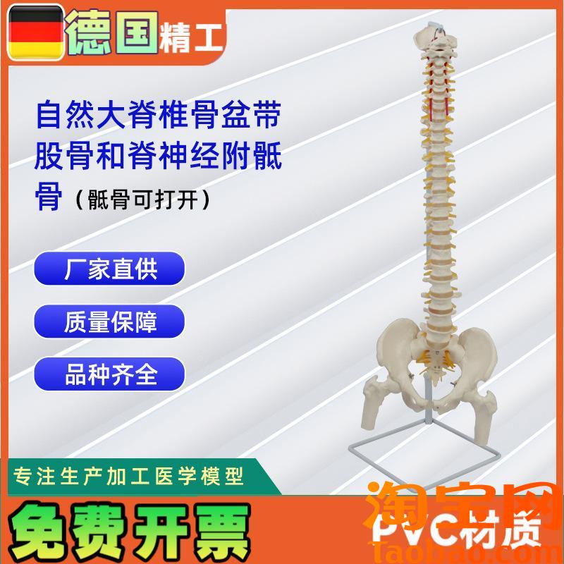 自然大脊椎骨盆带股骨和脊神经附骶骨P(骶骨可打开)模型