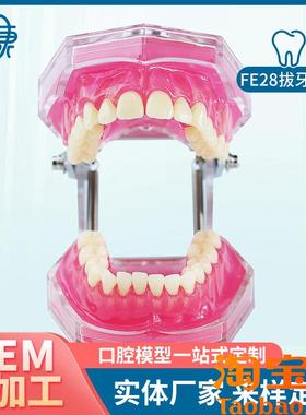 FE28拔牙模型人体牙齿结v构解剖模型口腔牙模具仿真牙科教学牙模