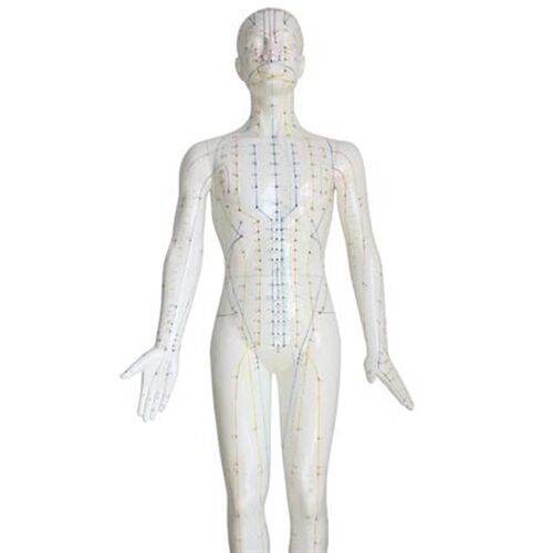 自然大人b体针灸模型178CM自然大人体针灸模型178CM