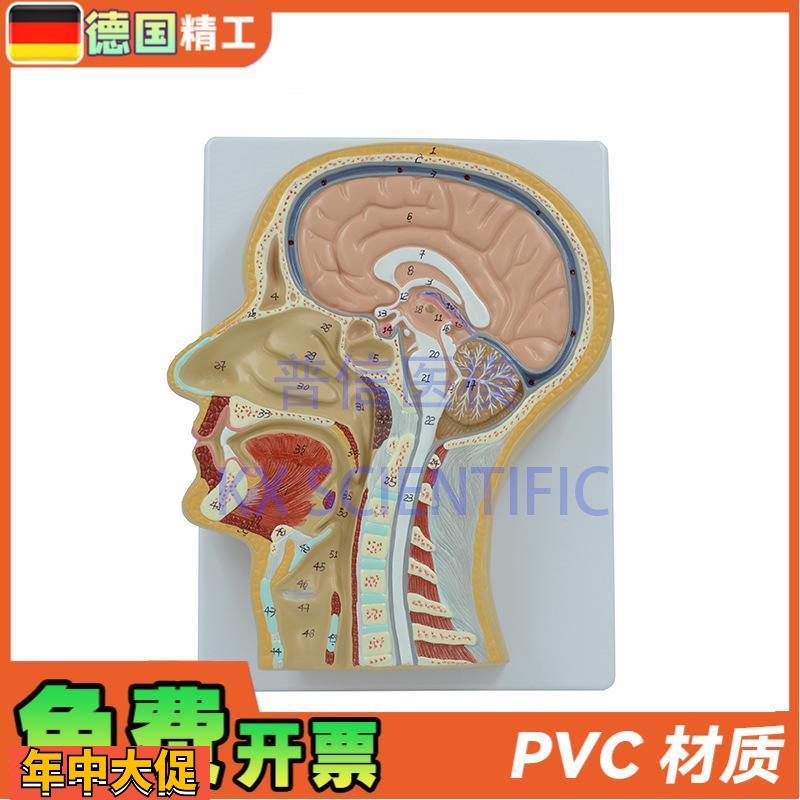 德国】PNT-1630头中切模型人脑头剖面鼻腔解剖医学教用大脑构