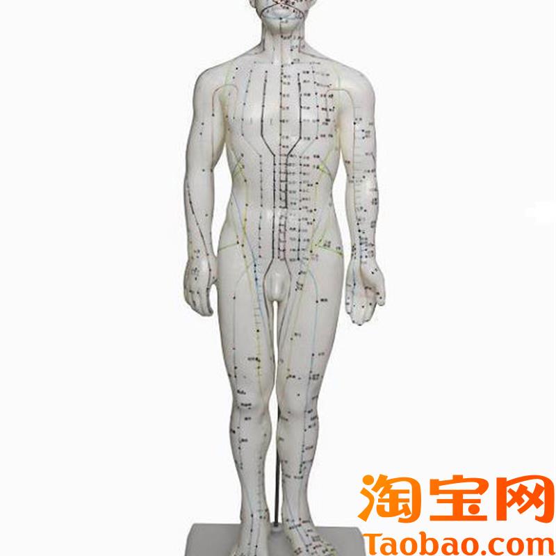 人体针灸模h型(男)60CM人体模型医学模型