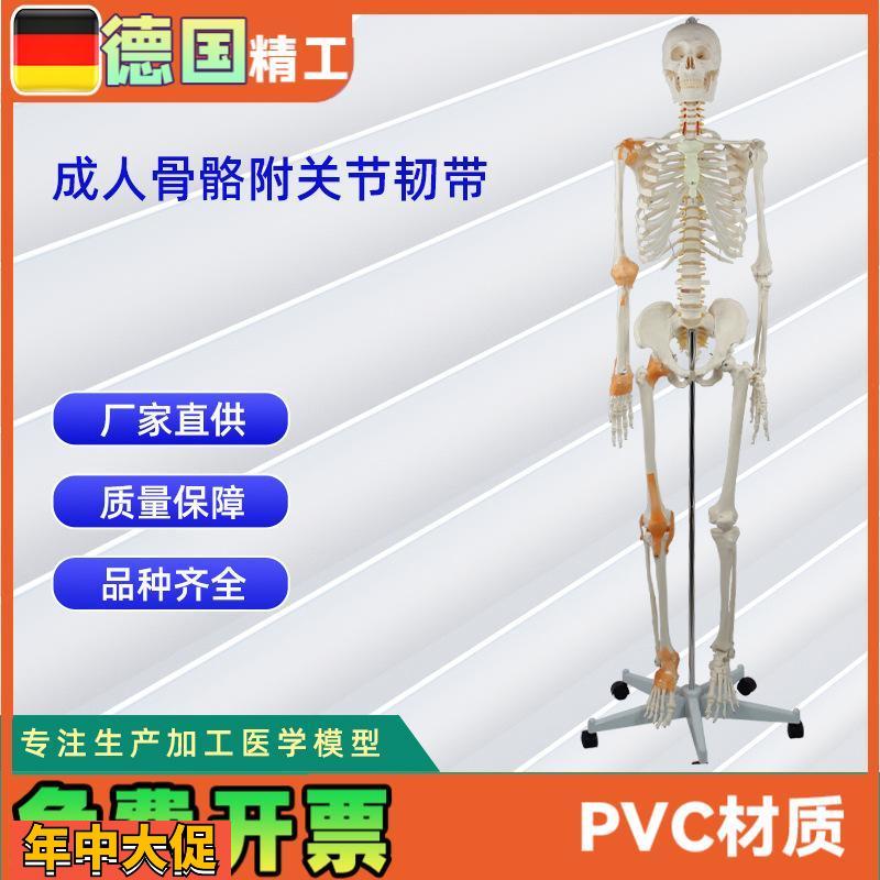 德国精工】成人骨骼附关节韧带模型医学教学器材实验演示模型