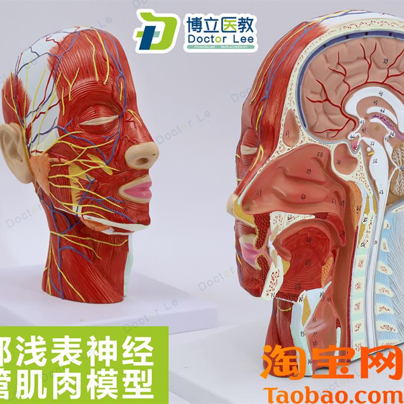 原装适用头部矢状切面附血管神经模型医学整形美容面部神经血管结