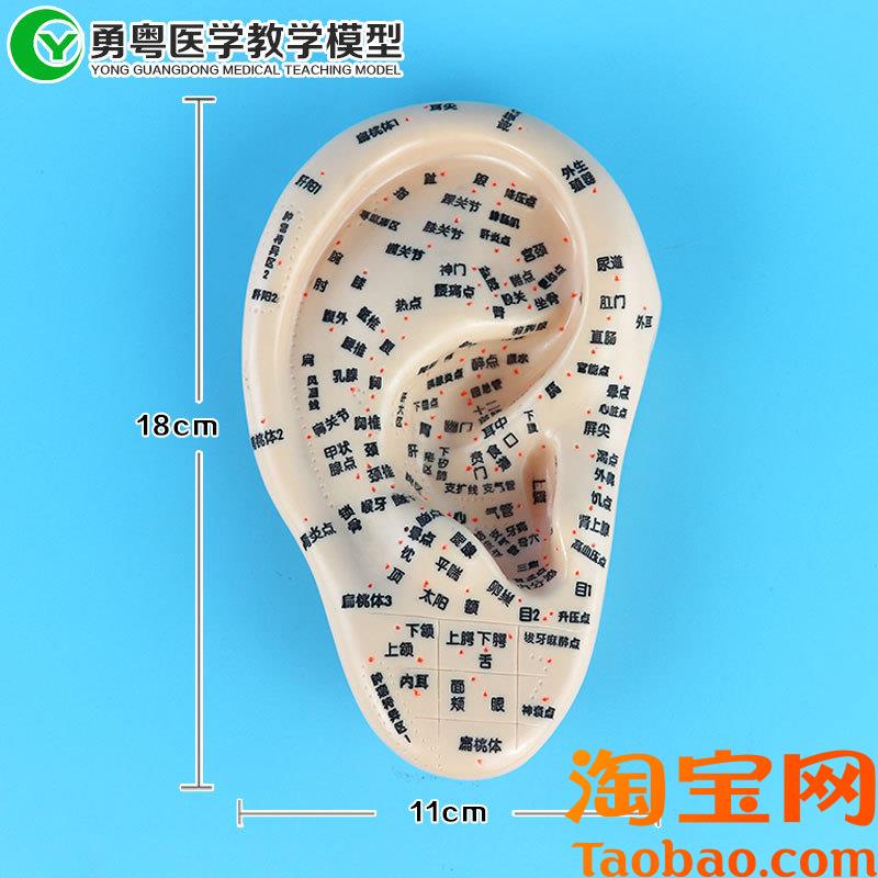 中医刻字耳朵穴位模型o按摩针灸耳穴学习按压耳部反射点区大右耳