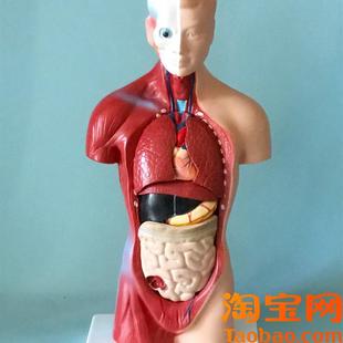 85CM人体两性躯干解剖模型内脏器官解剖O模型医学教学早教模型