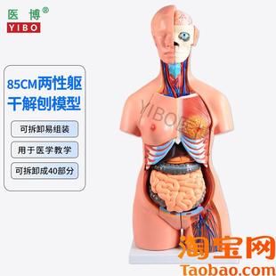 85CM两性躯干解刨模型可拆卸40件男女性躯干及内脏器官拆H卸模型