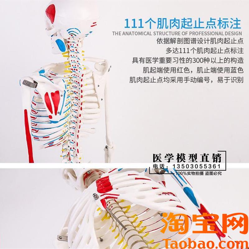 原装适用85CM人体骨骼带神经带椎间盘模型骨架附肌肉起止点着色模