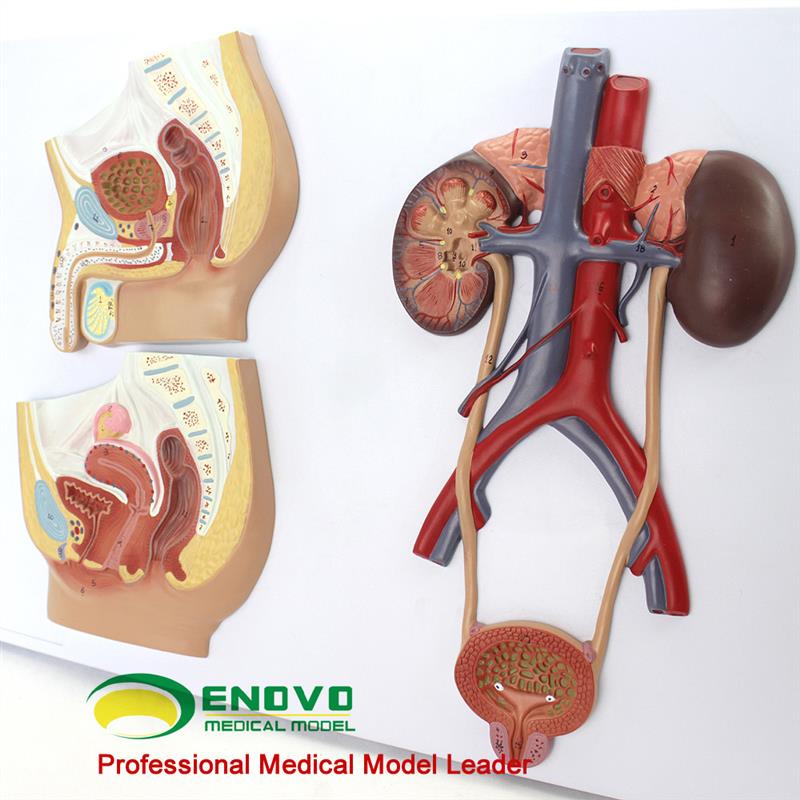 原装适用ENOVO正品医学用人体泌尿生殖系统模型男女泌尿生殖解剖