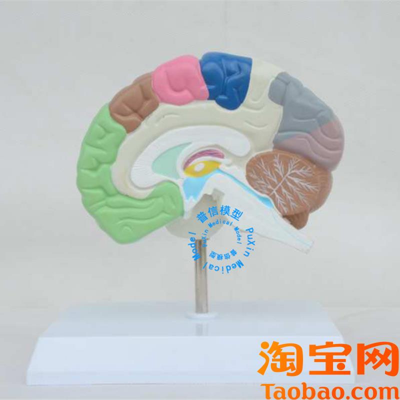 普信大脑模型脑模m型人体右半脑功能区模型人脑模型医用彩脑