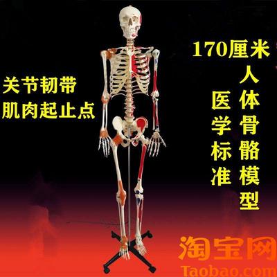 人体骨骼模型170厘米仿真骨架肌肉起止点标识四肢关节.韧带可弯曲