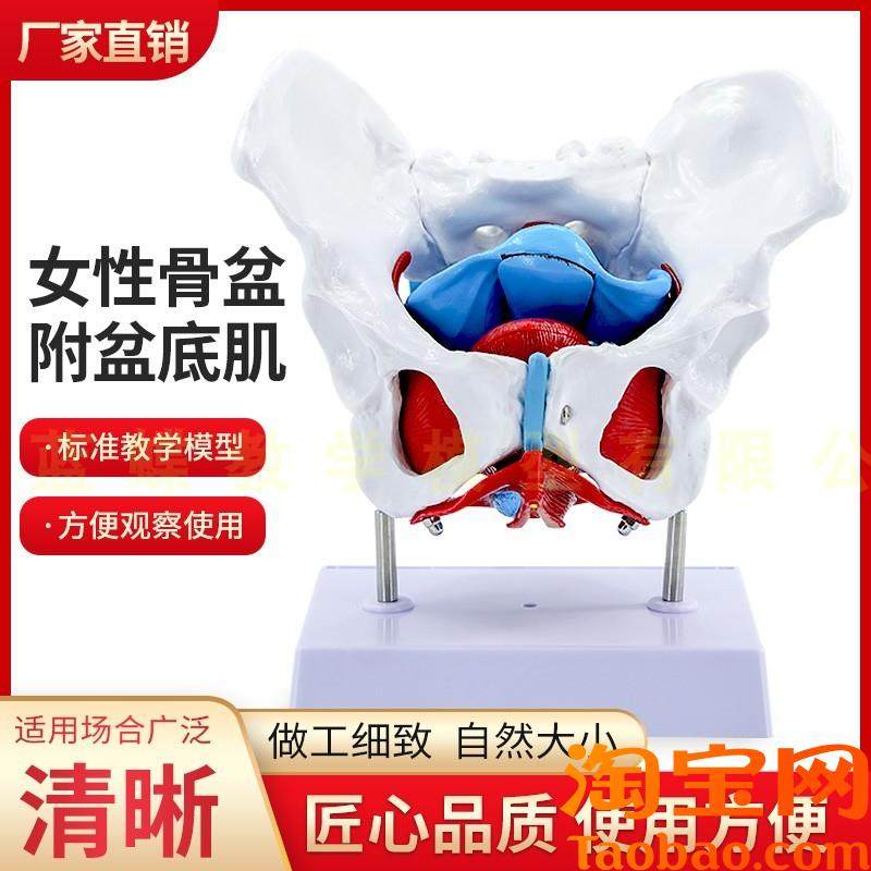 女性骨盆盆底肌肉模型人体分娩产后恢H复解剖医学盆腔器官结构教