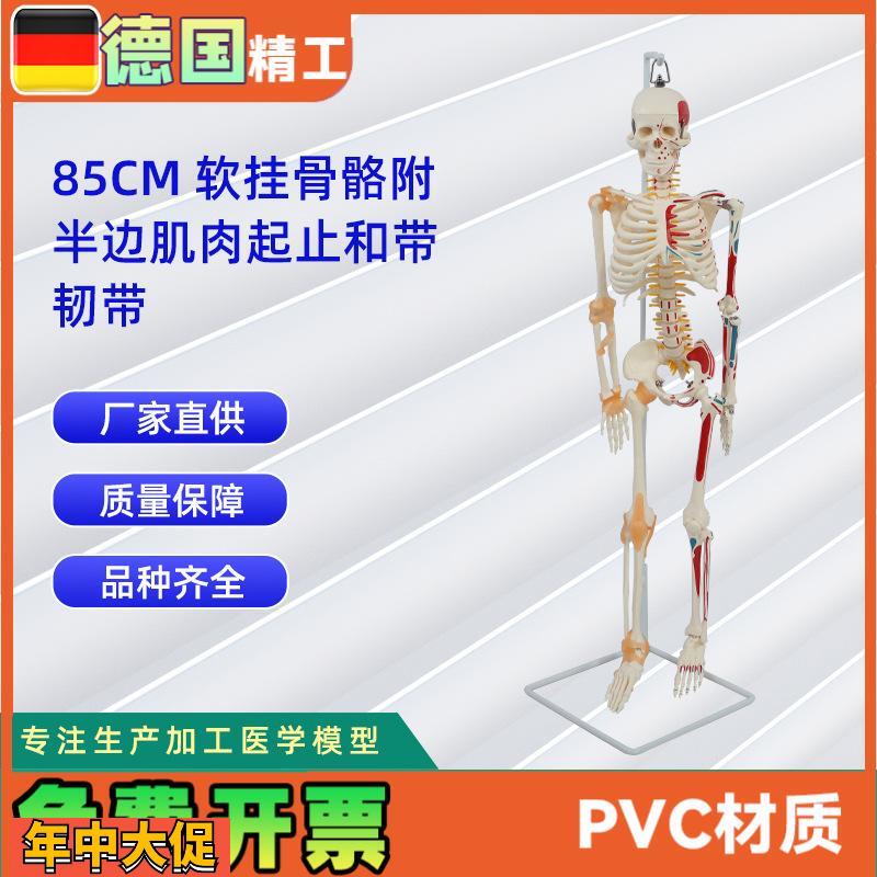 85CM软挂骨骼附半边肌肉起止和带韧带模型人体骷髅骨架医学模型