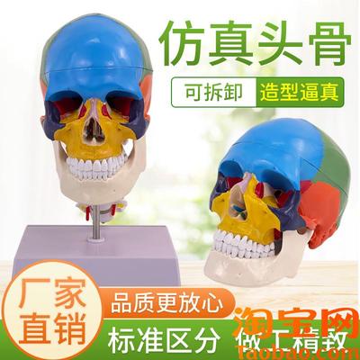 美术医用艺用最标l准彩色分区骷髅头头骨头颅骨标本模型头骨附颈