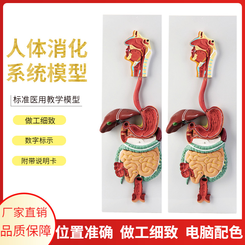 人体消化系统模型 消化道胃剖面 D鼻咽喉 胃解剖模型肛肠科大小肠