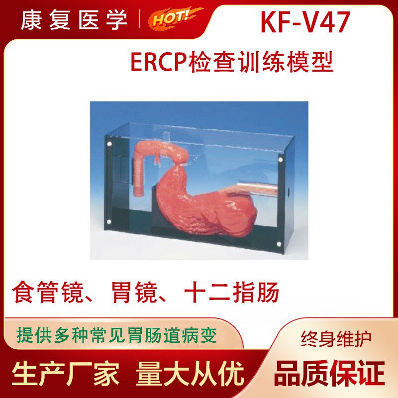 胃镜与ERCP训练模型洗胃检查标本人体胃部造影术S操作练习教学模