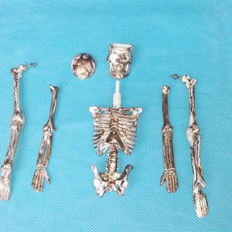 原装适用20CM人体骨骼拼装模型益智玩具人体骨架骷髅模型