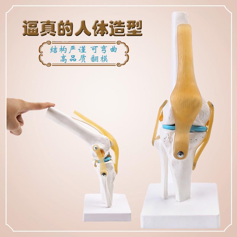 教学仿真脑附动脉模型优质1:1自然大脑带动脉解剖皮层标本分8部件