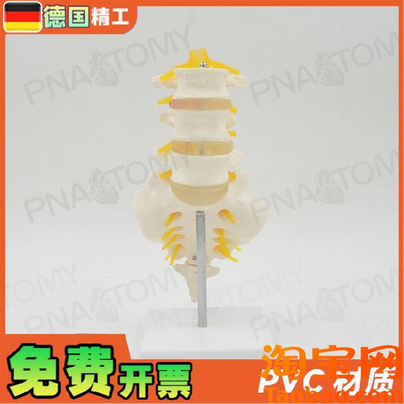 德国】11人体腰椎带尾s骨模型椎间盘脊神经骶骨尾椎骨脊椎脊柱