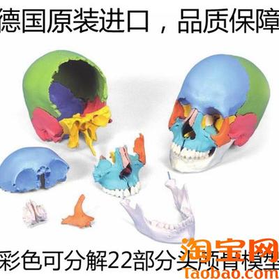 彩色可分解e头颅骨德国3B进口插件颅模型可拆分22部分医用头骨模