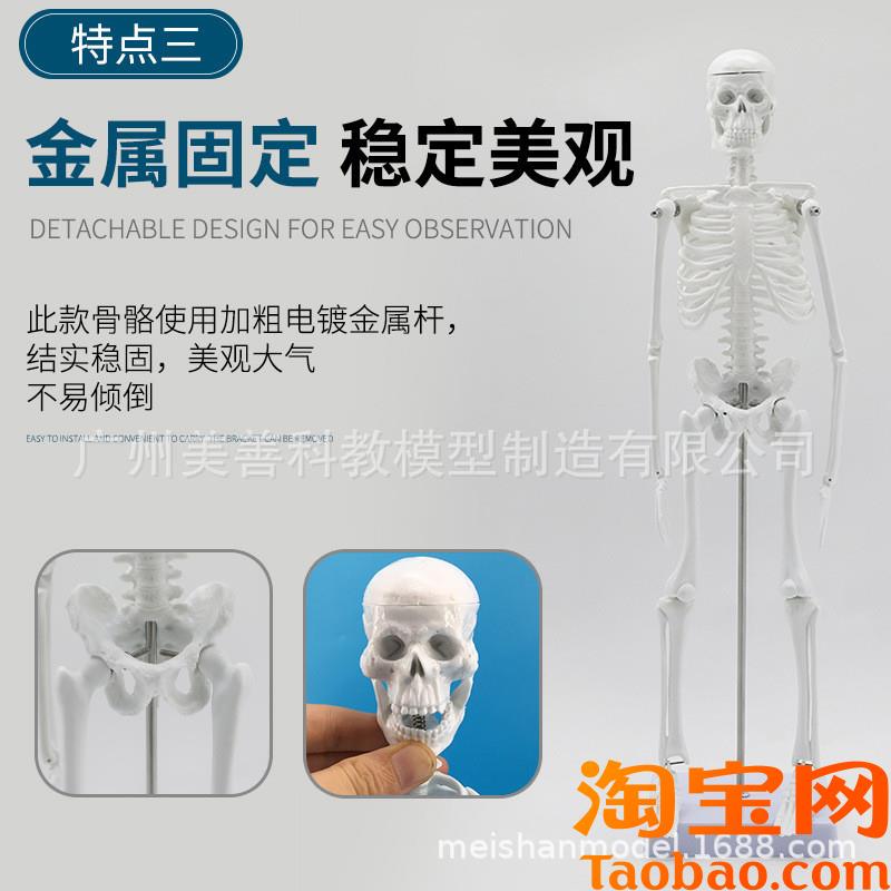 原装适用人骨架标本模型人体骨骼模型45CM关节可活动教学有支架骷