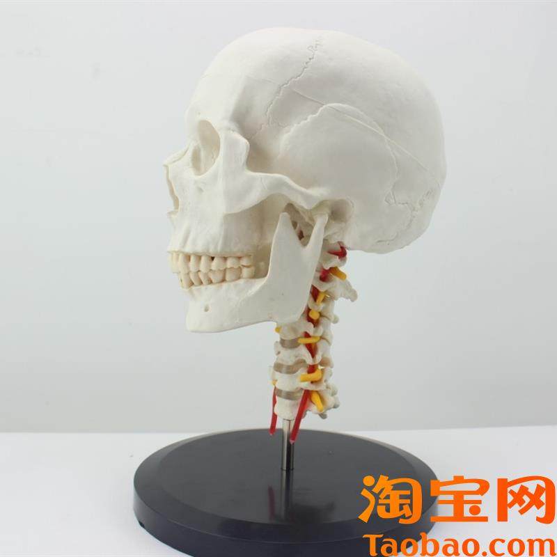 颐诺正品人体头骨颅骨s带颈椎模型枕骨颅骨模型骨科医患沟通