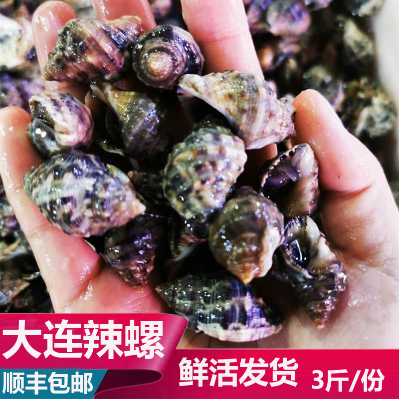 大连海鲜海货新鲜鲜活野生大辣螺小海螺3斤顺丰空运包邮