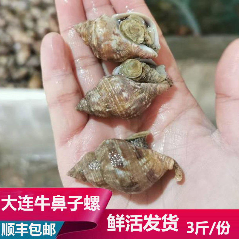 大连海鲜海货特产新鲜鲜活捕捞牛鼻子螺小香螺小海螺3斤顺丰包邮
